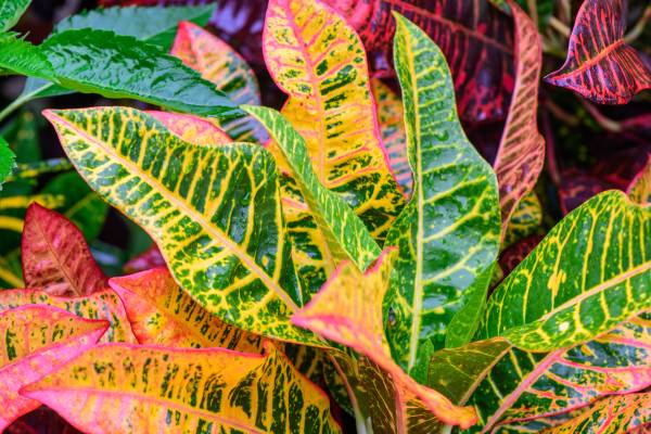 My Dog Ate Croton Plant What Should I Do?