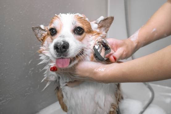 How To Bathe Your Dog