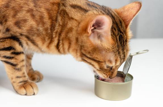 My Cat Ate Albacore Tuna What Should I Do?
