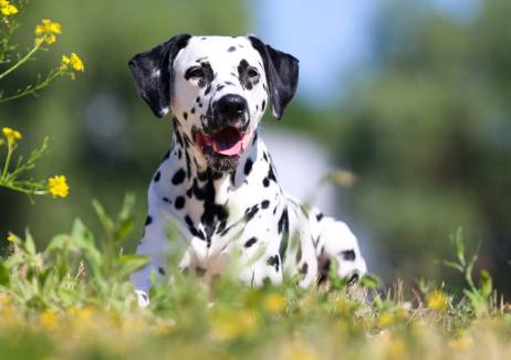 Dalmatian Dog Price Range Cost