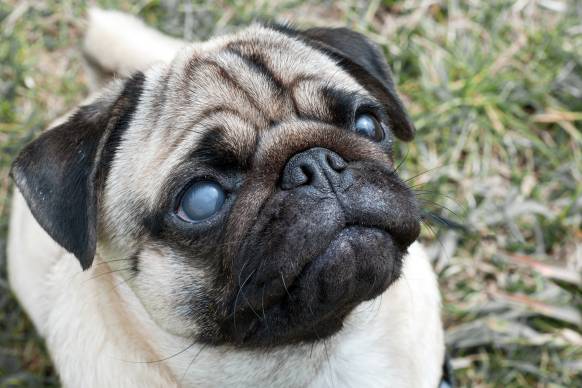 Cataract in Dogs