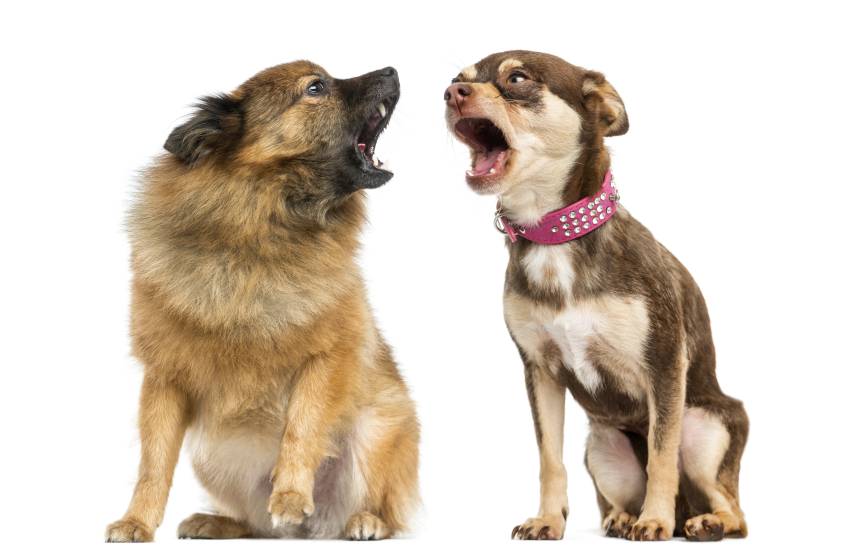 Why Do Female Dogs Bark At Male Dogs?