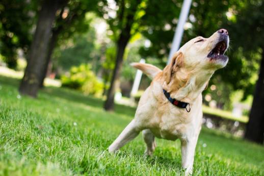 Why Do Female Dogs Bark So Much?