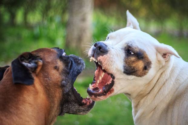 Why Do Female Dogs Fight?