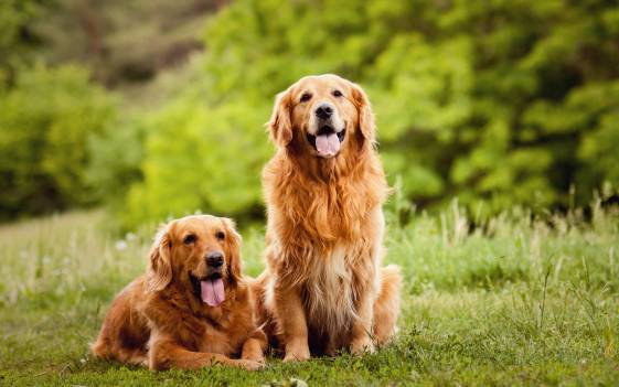 Dog Breeds Similar To Golden Retrievers