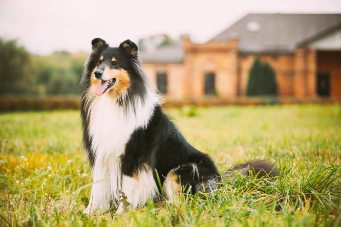 Dog Breeds That Look Like Similar To Collies