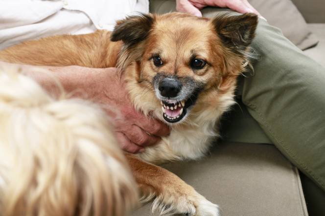 Why Do Female Dogs Growl At Male Dogs?