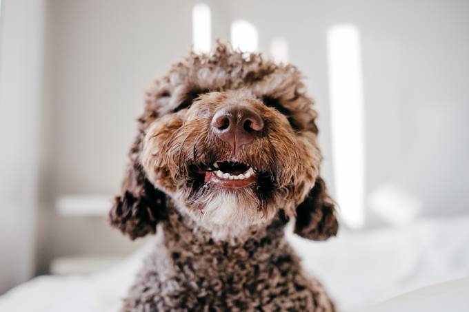 Why Do Female Dogs Chatter Their Teeth?