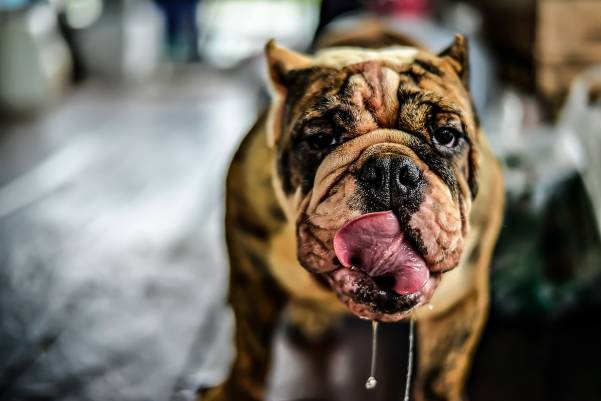 Why Do Female Dogs Drool Around Male Dogs?
