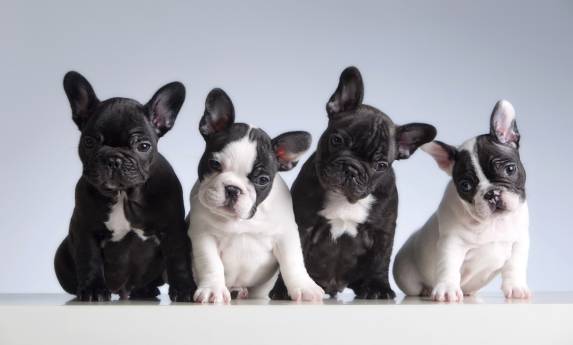 Types of French Bulldogs