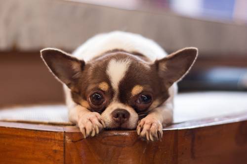 Why Do Female Dogs Cry When In Heat?