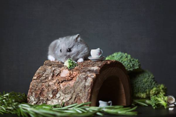 Top Hamster Care Tips For Newbies