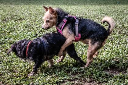 Why Do Female Dogs Try To Hump Another Female Dog?