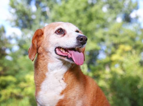 Basset Hound Beagle Mix – Owner’s Guide