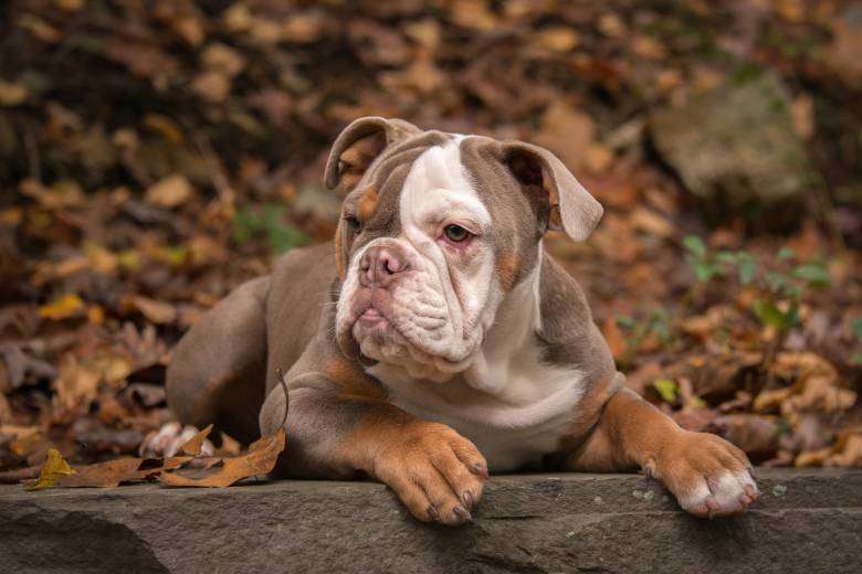 Types Of American Bulldogs – Owner’s Guide
