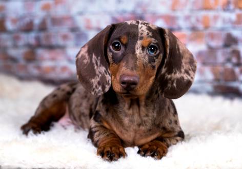 Red Dapple Dachshund – Owner’s Guide