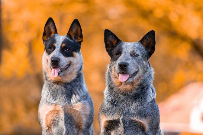 Types Of Cattle Dog Breeds
