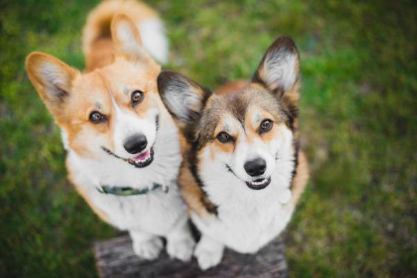 Why Do Female Dogs Refuse To Mate?