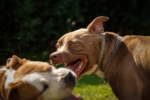 Why Do Female Dogs Attack Male Dogs?