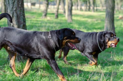 Types Of Rottweilers