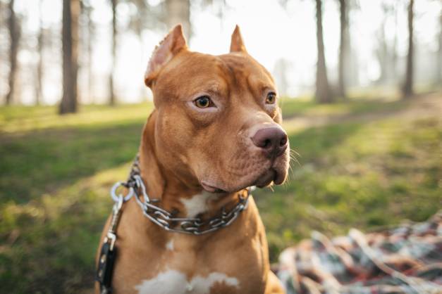 Red Nose Pitbull – Owner’s Guide