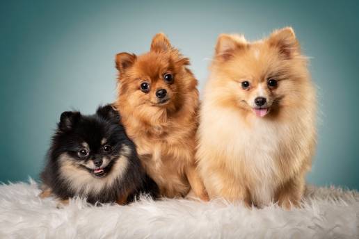 Types Of Pomeranians