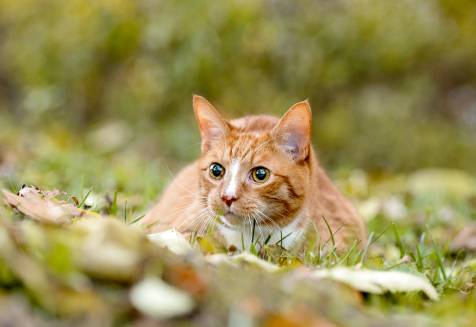 How to Choose the Right Cat Breed