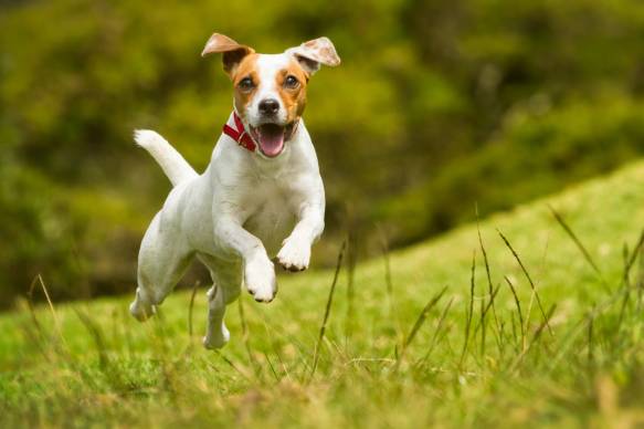 Why Do Female Dogs Run Away?