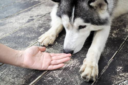Why Do Female Dogs Sniff Female Humans?