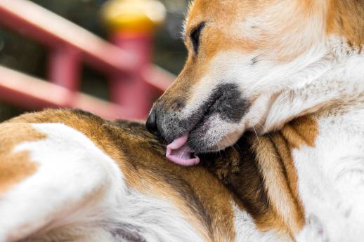 Why Do Female Dogs Always Lick Themselves?