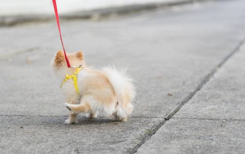 Why Do Female Dogs Squat To Pee?