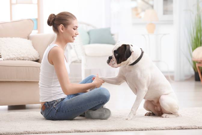 Preparing For Dog Training: Is It Possible To Train A Pet At Home