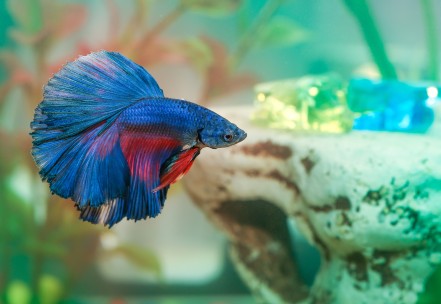 4 Tips To Keep Your Betta Fish Healthy