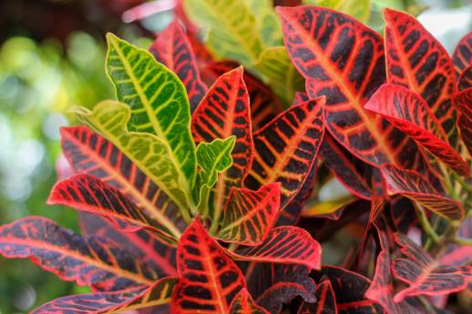 Are Croton Plants Toxic To Cats