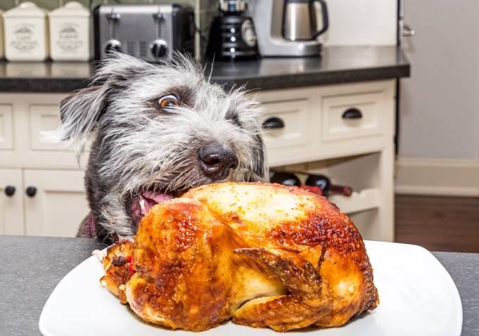 My Dog Ate A Rotisserie Chicken What Should I Do?