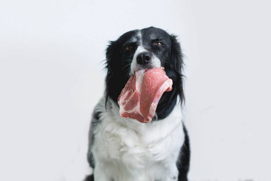 My Dog Ate Raw Pork What Should I Do? - Our Fit Pets