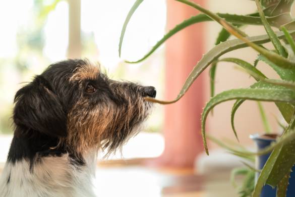 Is Aloe Toxic To Dogs