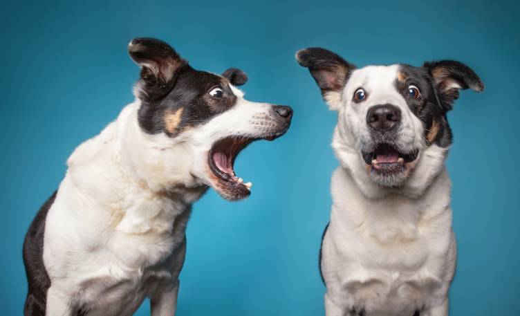 Why Do Male Dogs Bark At Female Dogs?
