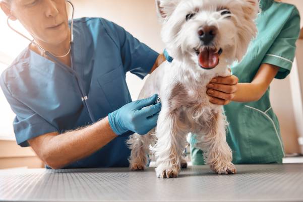 When Should I Call The Emergency Vet?