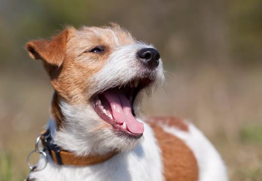 Why Do Male Dogs Chatter?