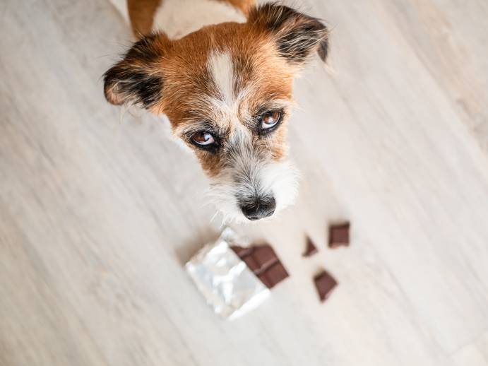 Should I Call The Vet If My Dog Ate Chocolate?