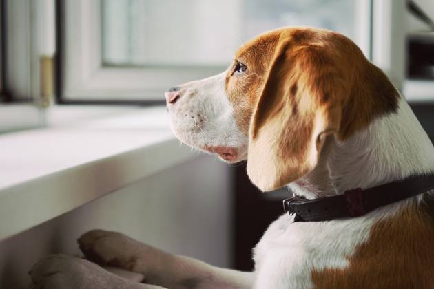 Some Ways to Reduce Your Pet's Anxiety
