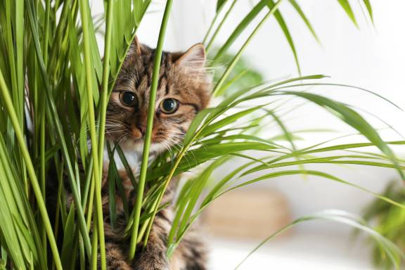 10 Pet Safe Plants for Houses With Animals