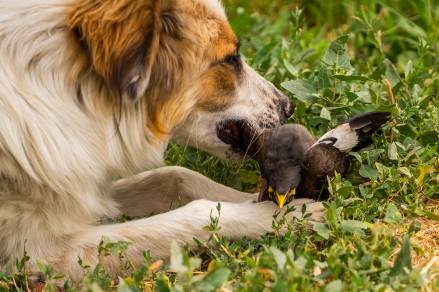 Dog Ate A Bird