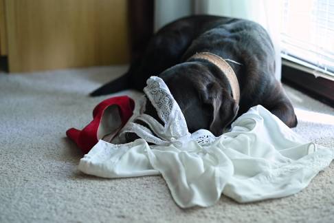 Why Do Male Dogs Chew Underwear?