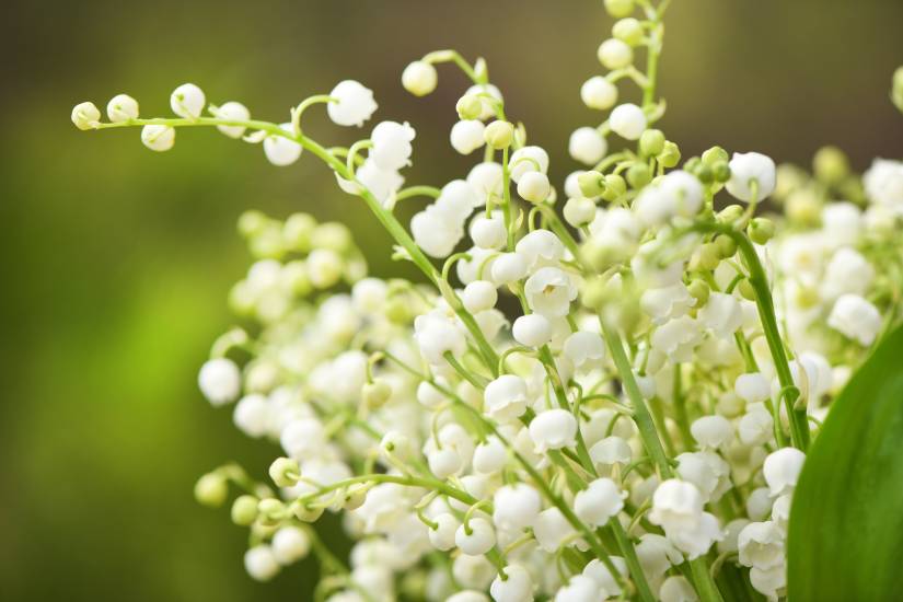 Are Lily Of The Valley Poisonous to Dogs