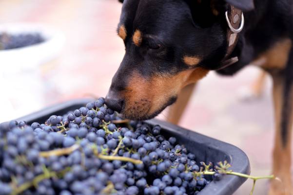 Dog Ate Grapes