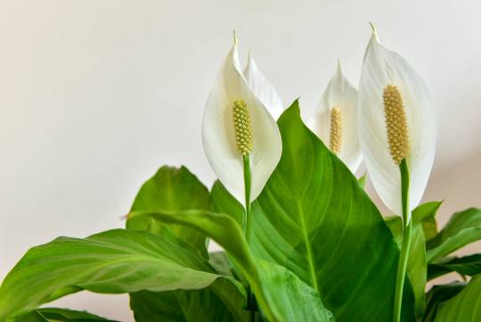 Are Peace Lilies Toxic To Dogs