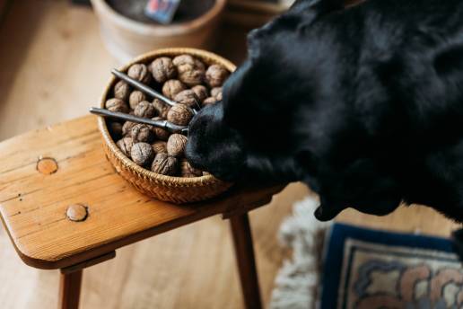 My Dog Ate Nuts What Should I Do?