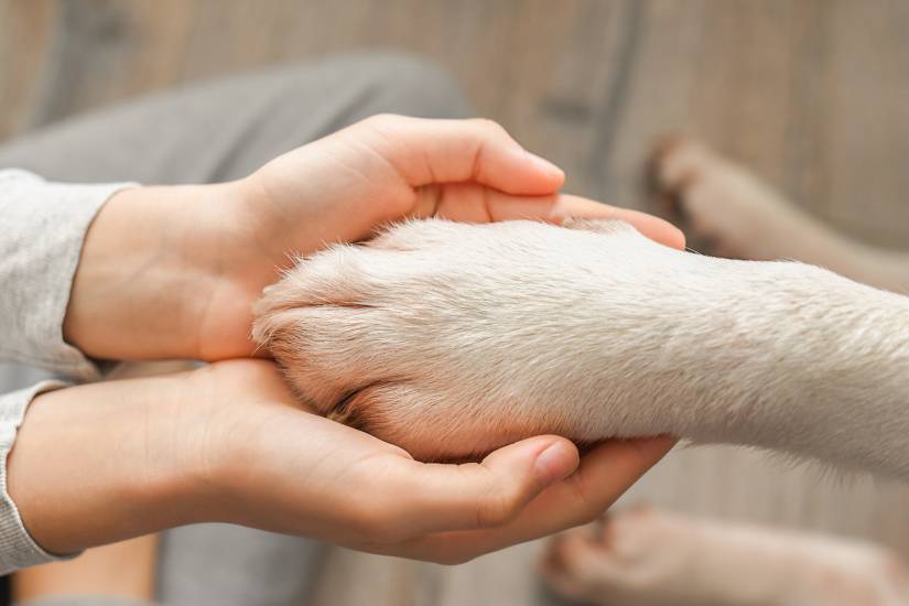 3 Things You Do That Affects The Mental Health Of Your Dog